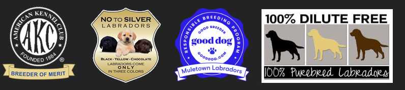 American Kennel Club Breeder of Merit, No to Silver Labradors, Good Dog Responsible Breeding Program, and 100% Dilute Free certifications
