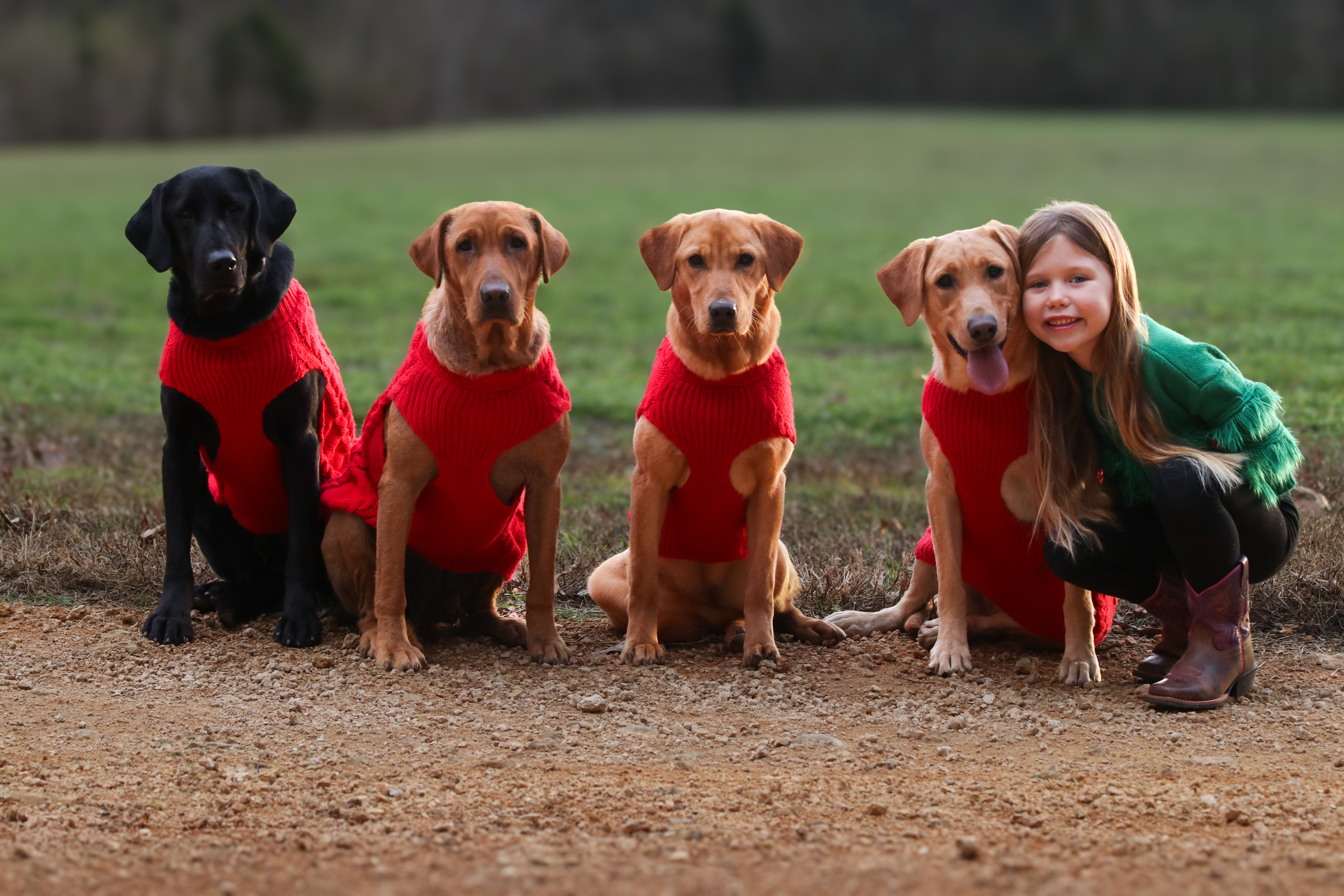 Muletown Labradors with a happy family