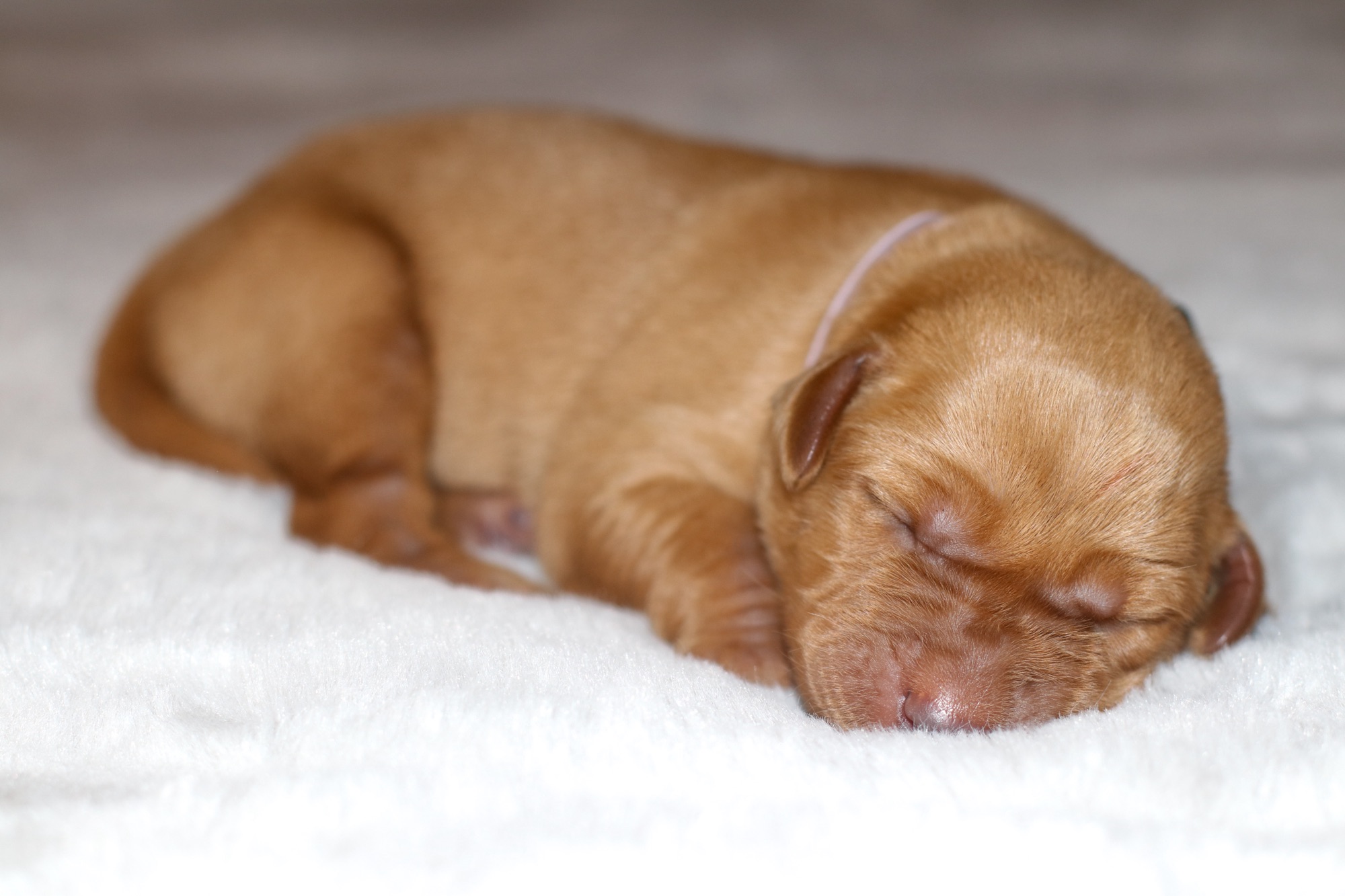 Previous puppy 2