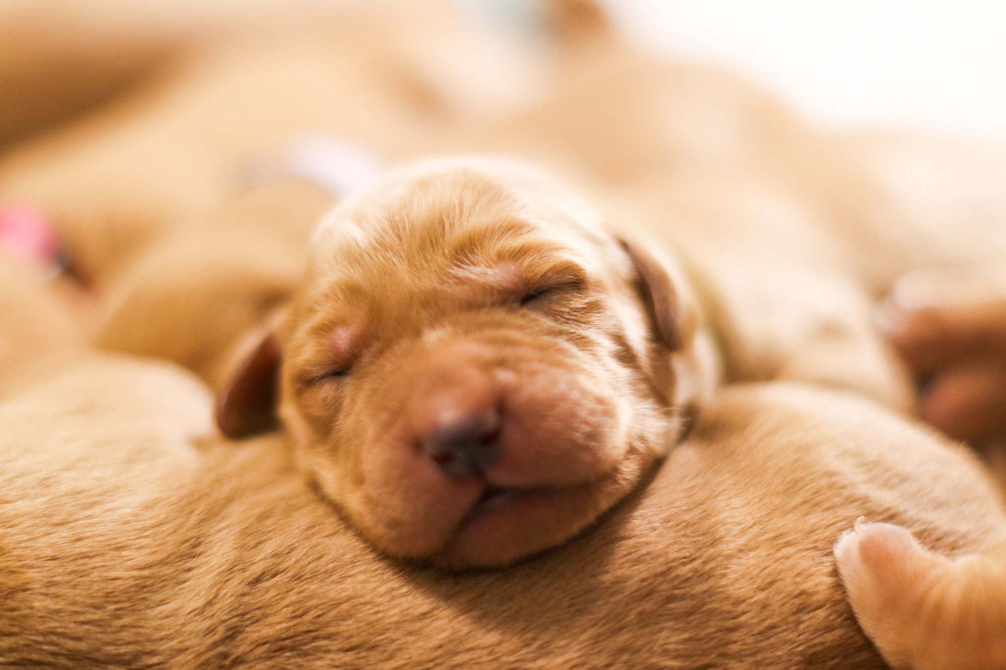 Previous puppy 4