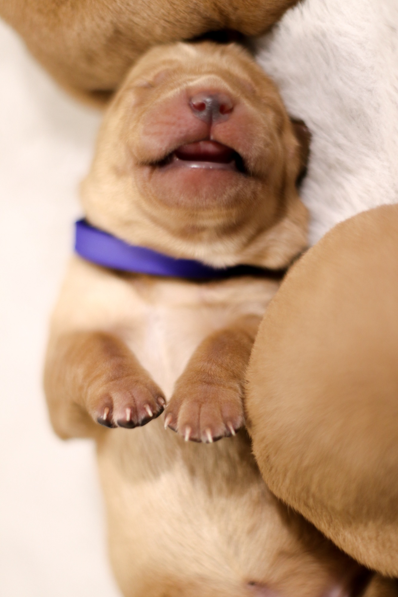 Previous puppy 5