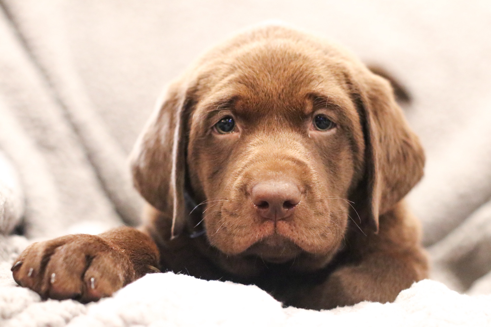 Previous puppy 6
