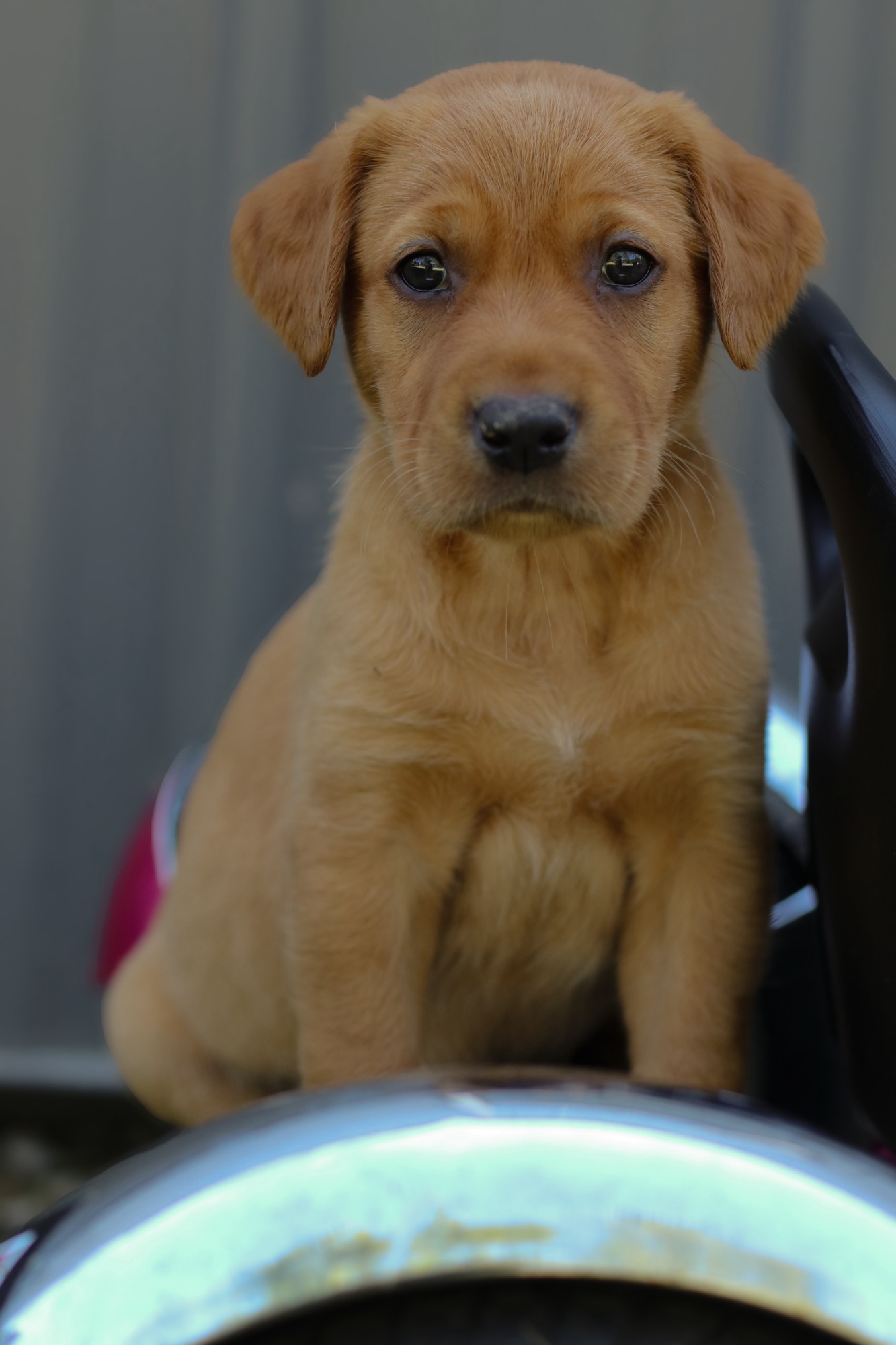 Previous puppy 7