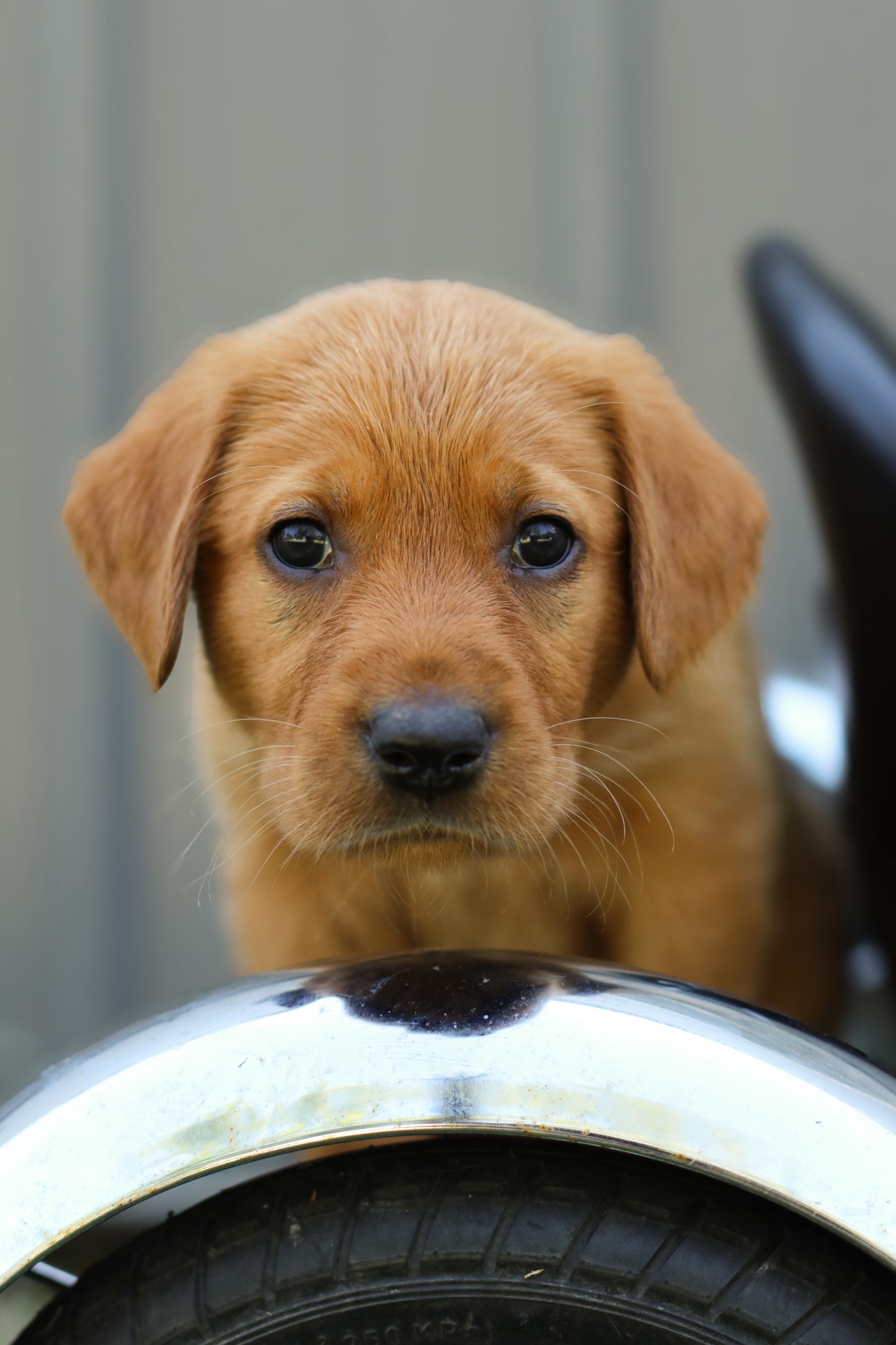 Previous puppy 8