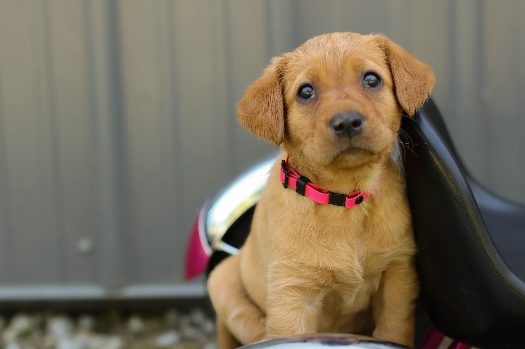Previous puppy 10