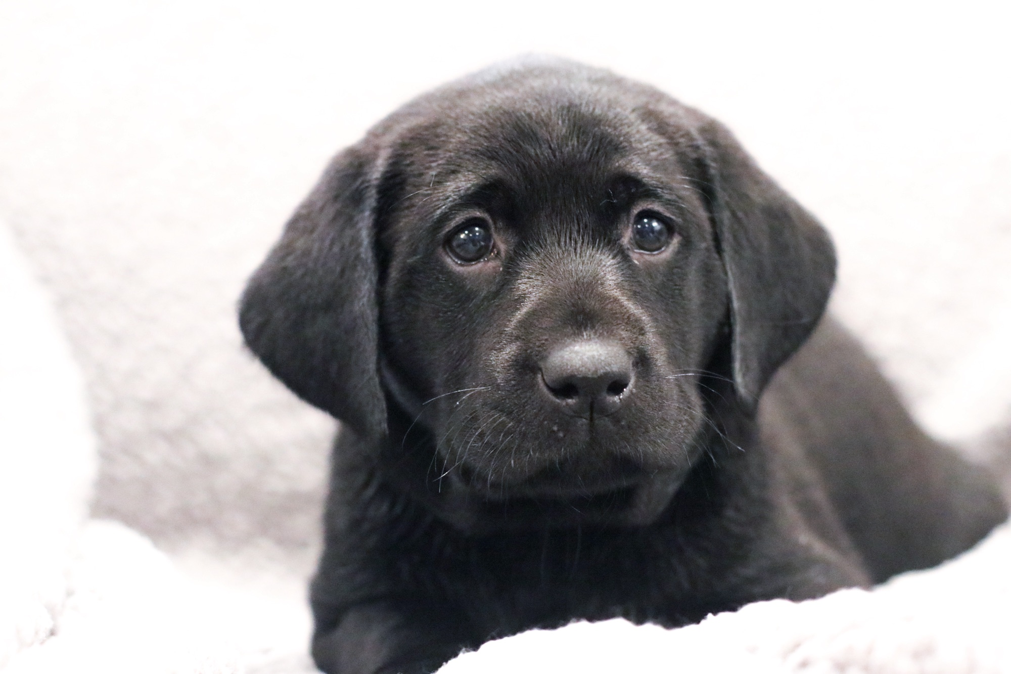 Previous puppy 12