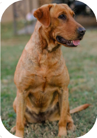 Mama dog 1
