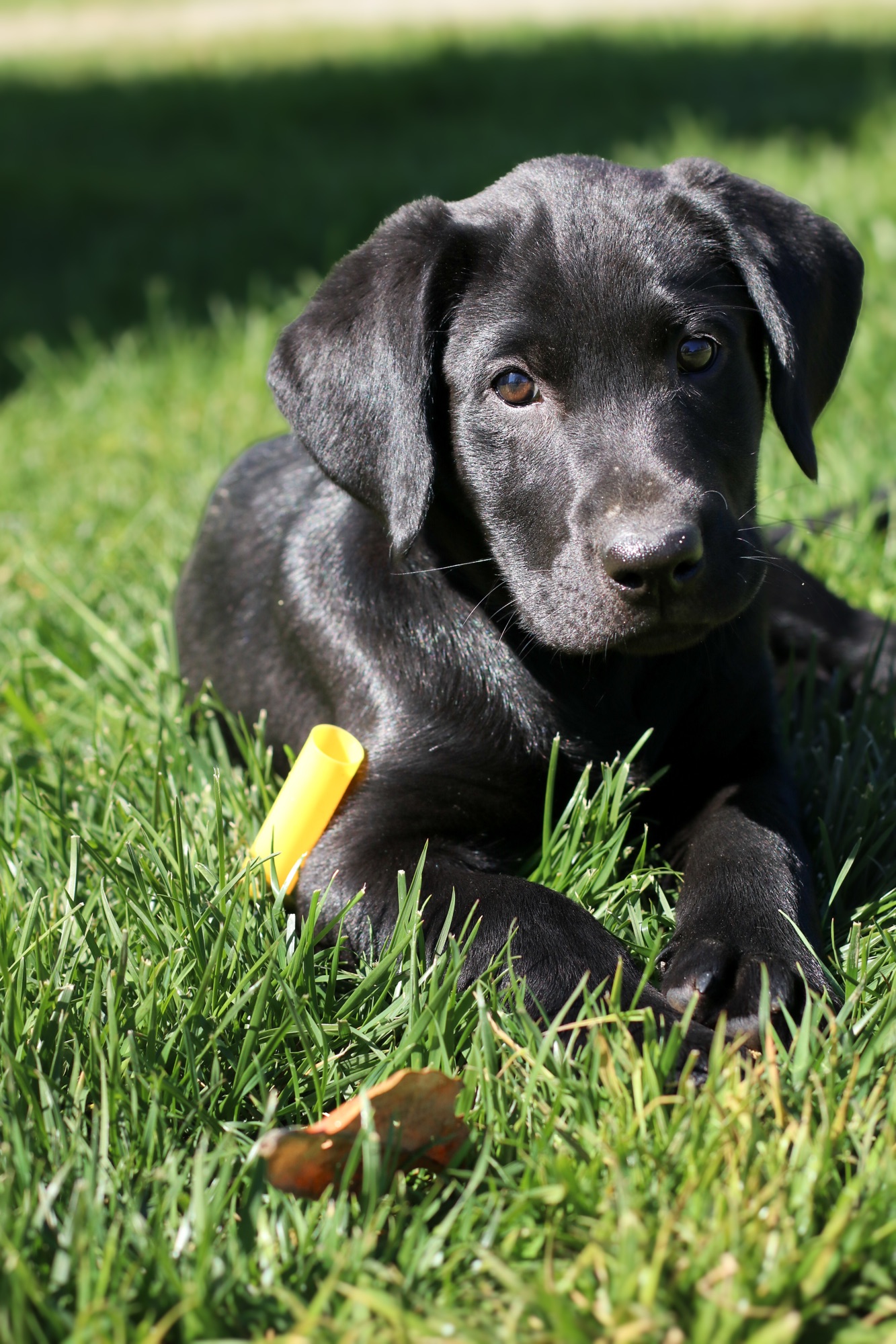 Previous puppy 14