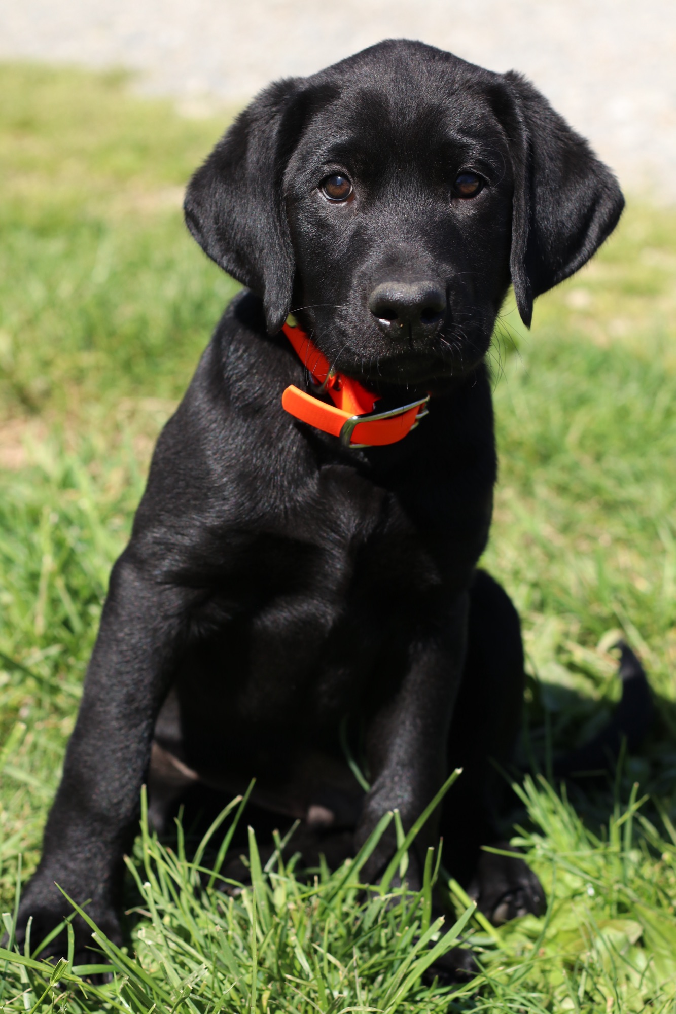 Previous puppy 15
