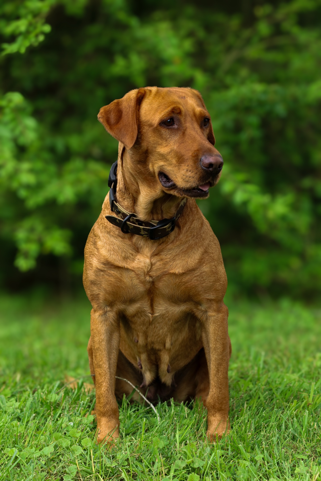 Mama dog 5