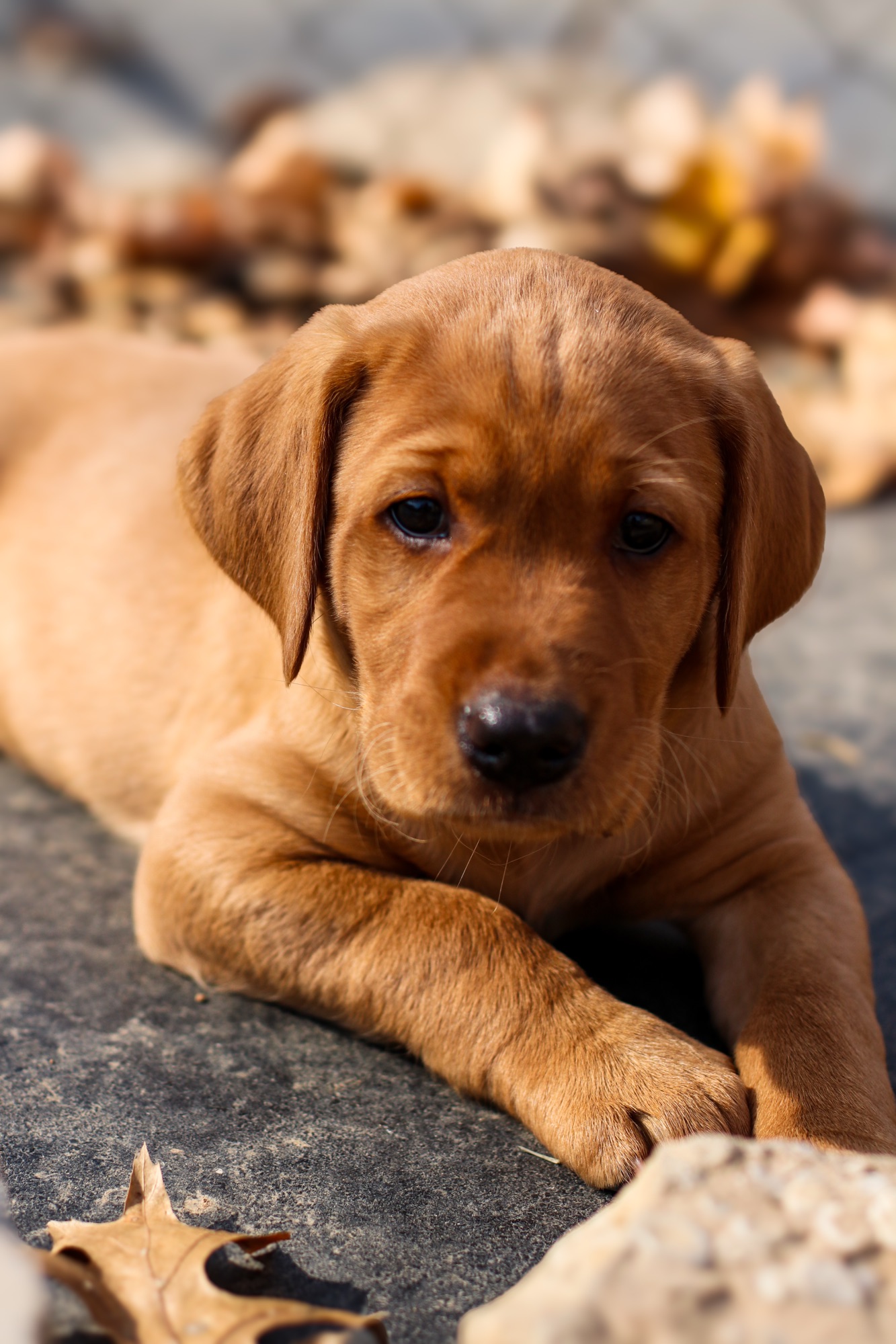 Previous puppy 17