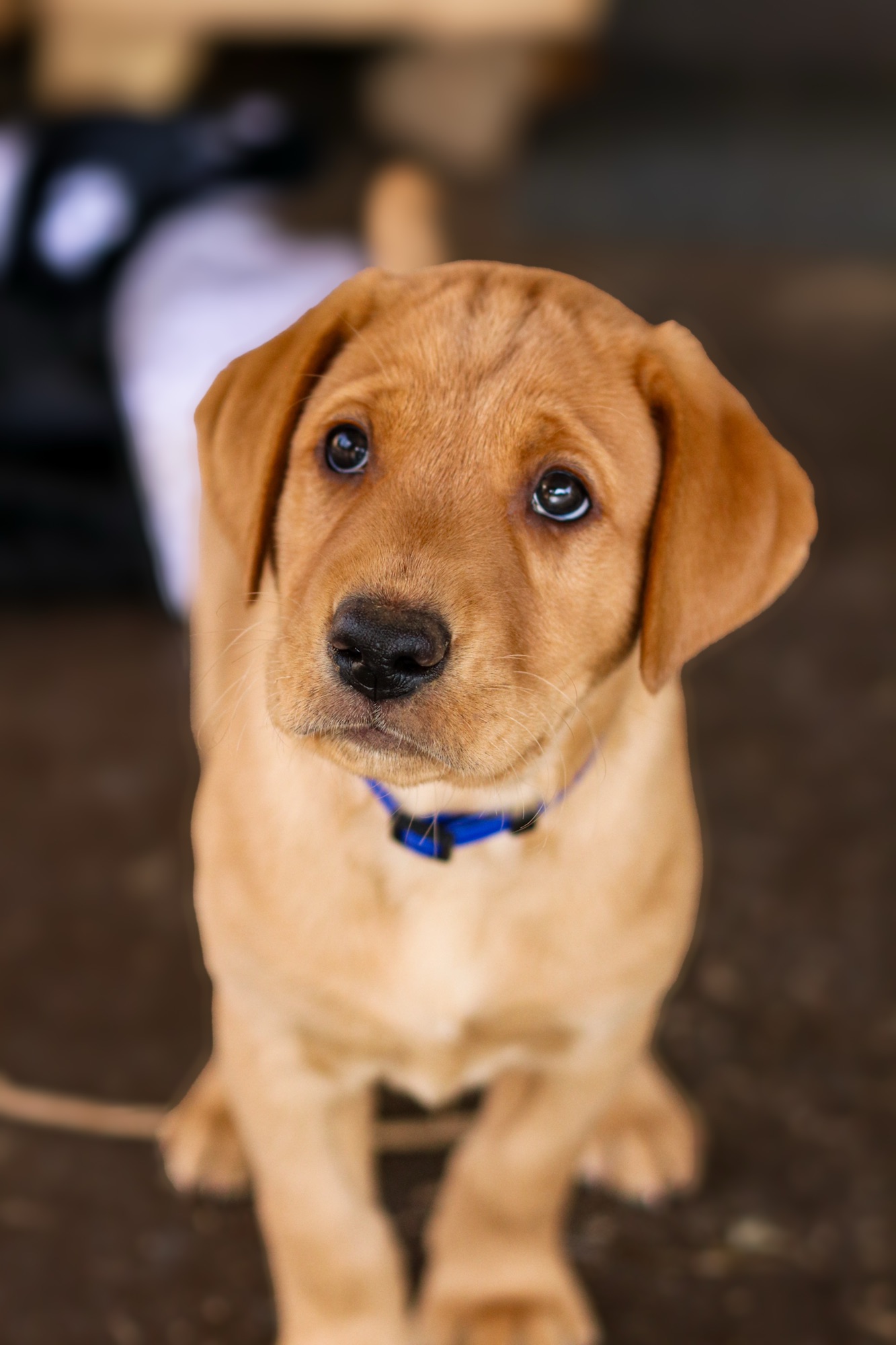 Previous puppy 18