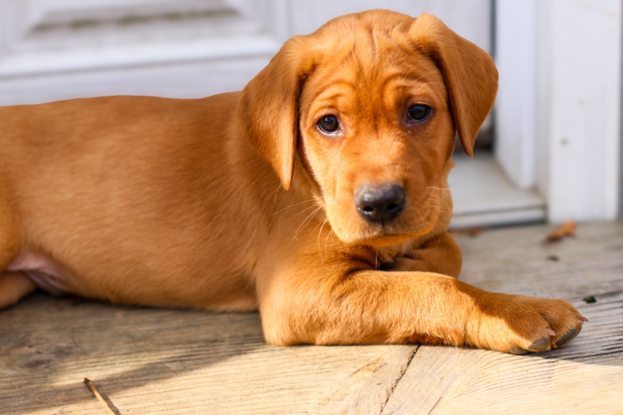 Previous puppy 19