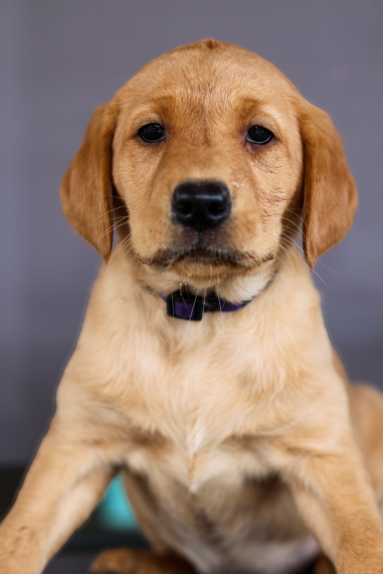 Previous puppy 21