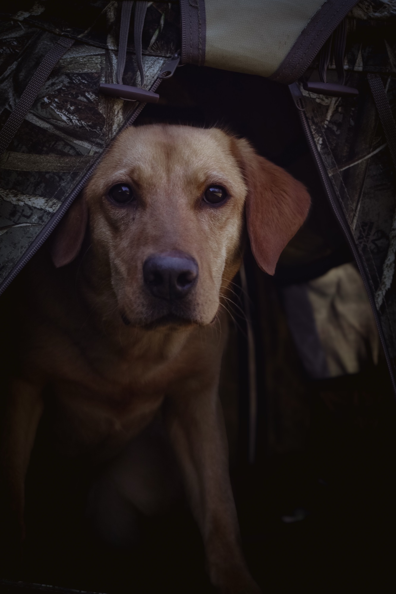 Mama dog 10