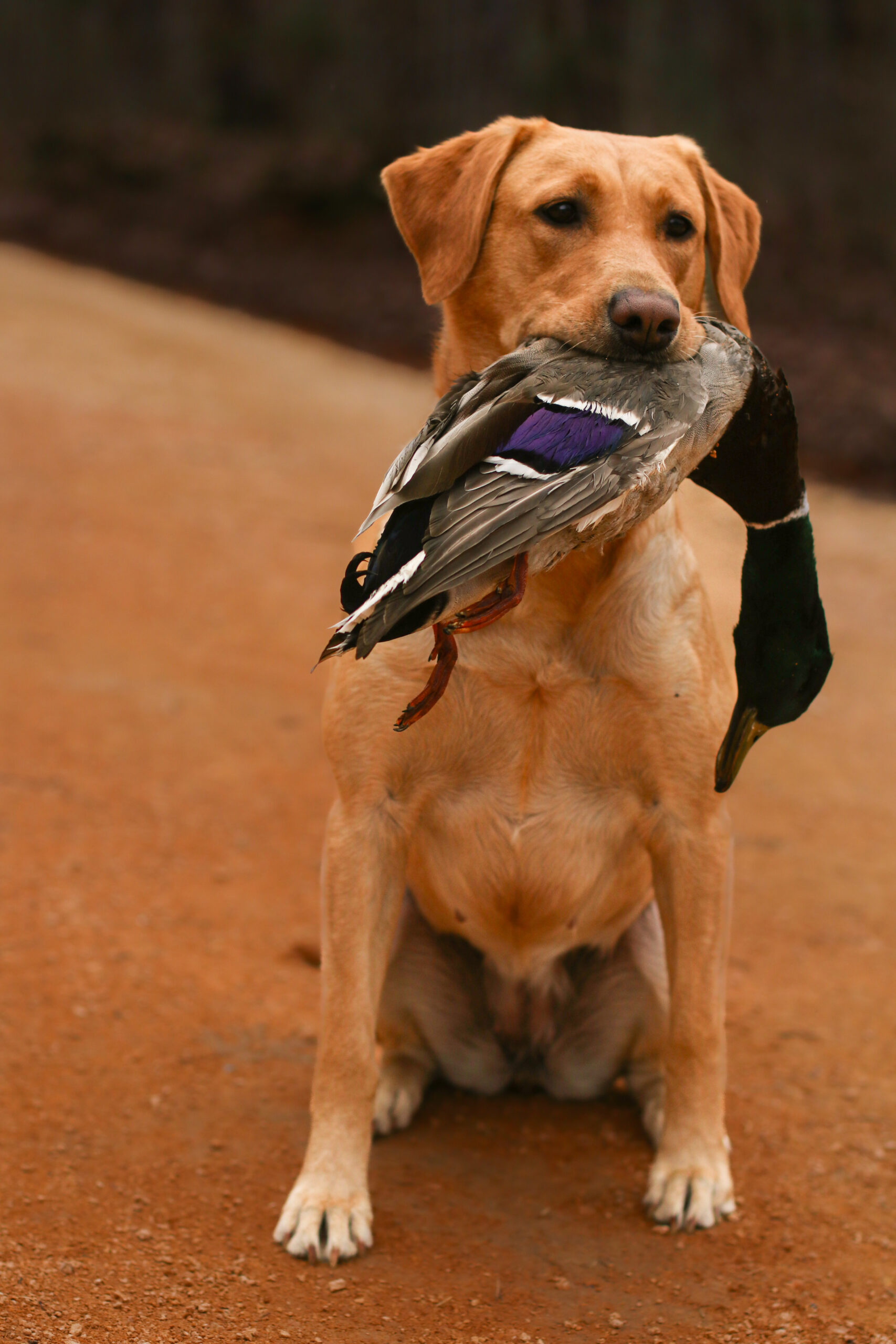 (2 Finished Passes) Lou (1 Master Pass)